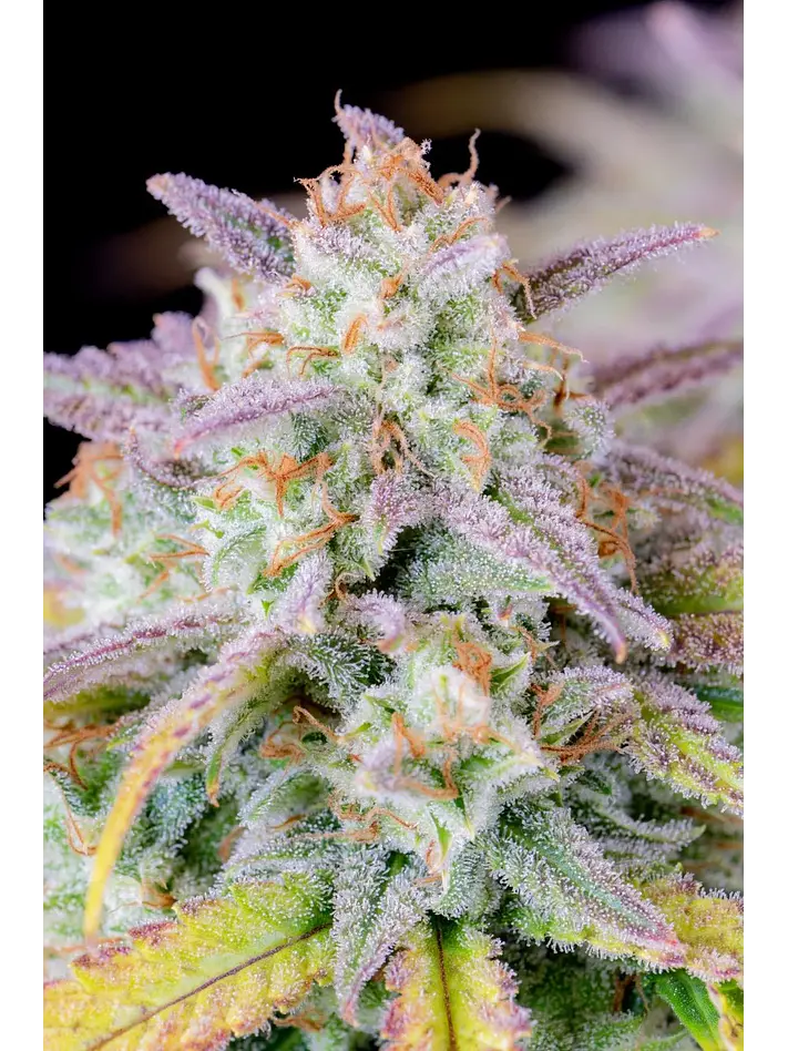 Original Afghan Kush Auto X1-Fast Buds 1