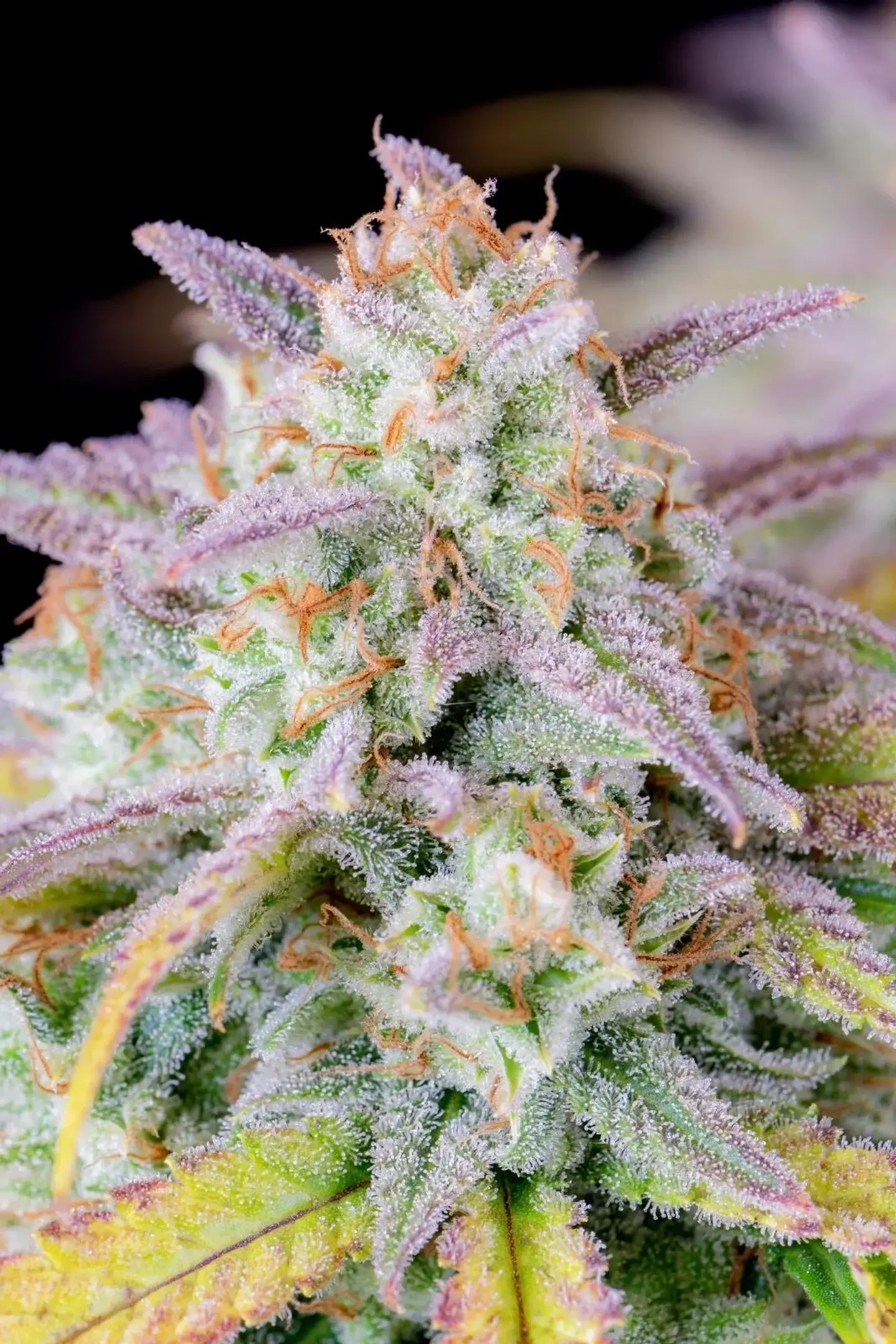 Original Afghan Kush Auto X1-Fast Buds 1