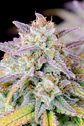 Original Afghan Kush Auto X1-Fast Buds - Miniatura 1