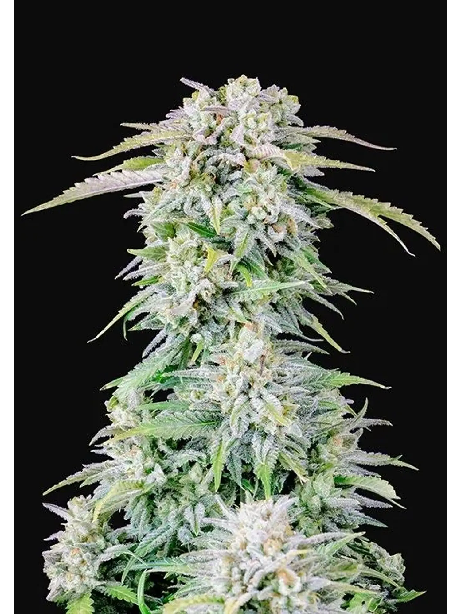 Original Afghan Kush Auto X1-Fast Buds 2