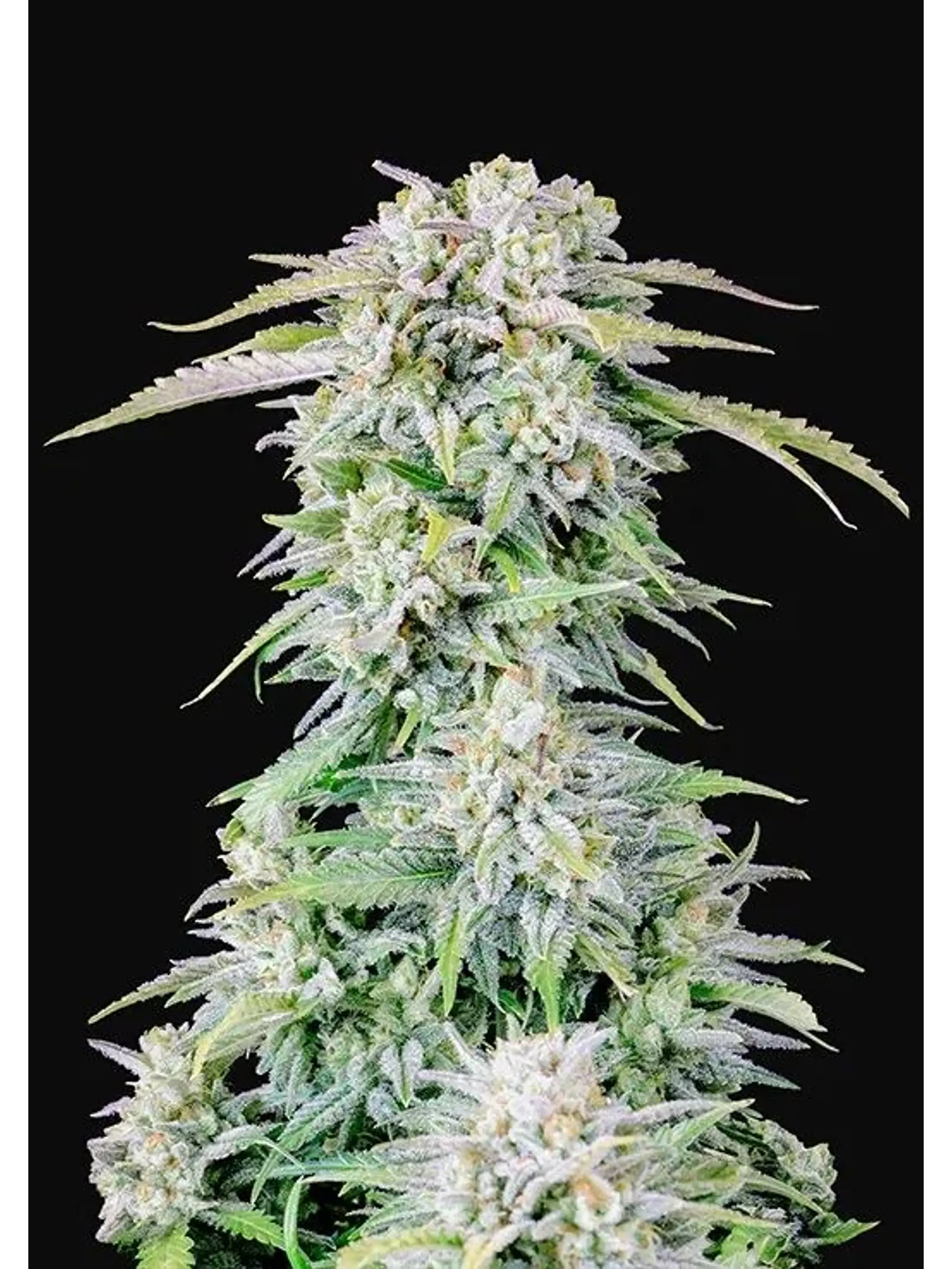 Original Afghan Kush Auto X1-Fast Buds 2