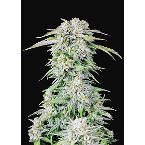 Original Afghan Kush Auto X1-Fast Buds