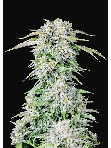 ORIGINAL AFGHAN KUSH AUTO X1-FAST BUDS 2