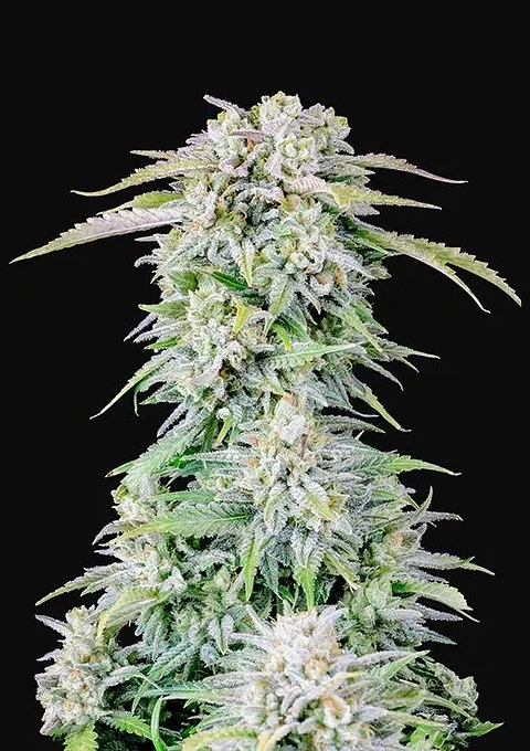 Original Afghan Kush Auto X1-Fast Buds