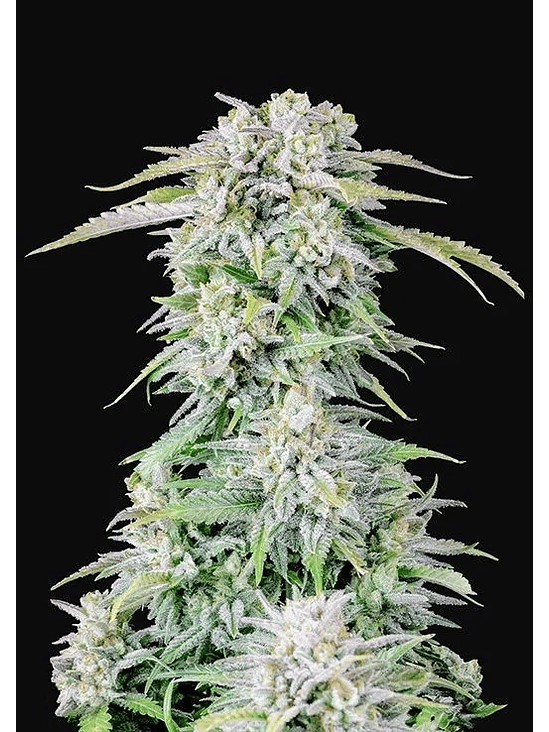 ORIGINAL AFGHAN KUSH AUTO X1-FAST BUDS 2