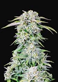 Original Afghan Kush Auto X1-Fast Buds - Miniatura 2