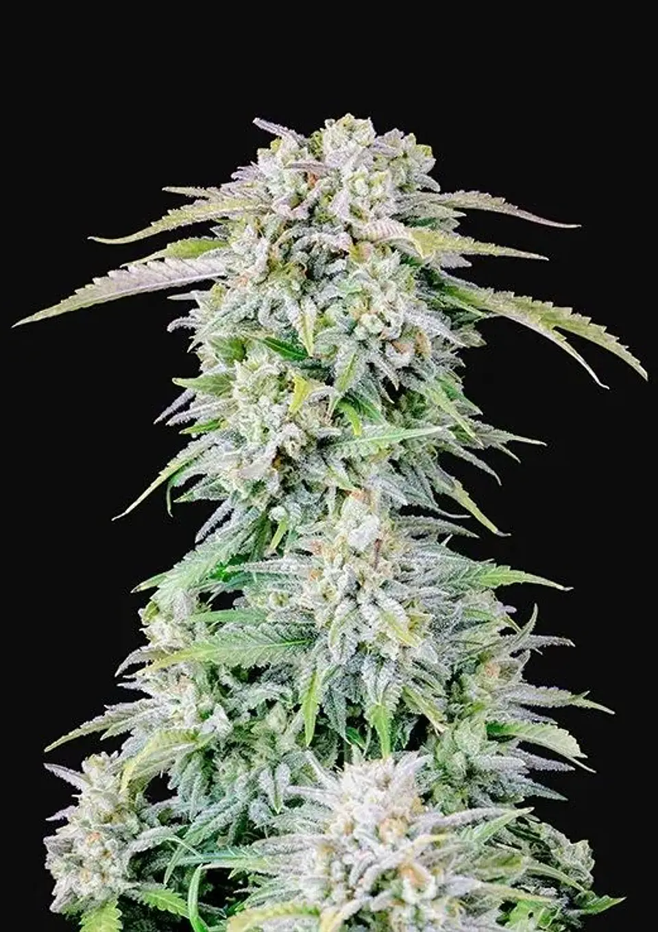Original Afghan Kush Auto X1-Fast Buds 2