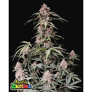 AMNESIA ZKITTLEZ AUTO X1-FAST BUDS
