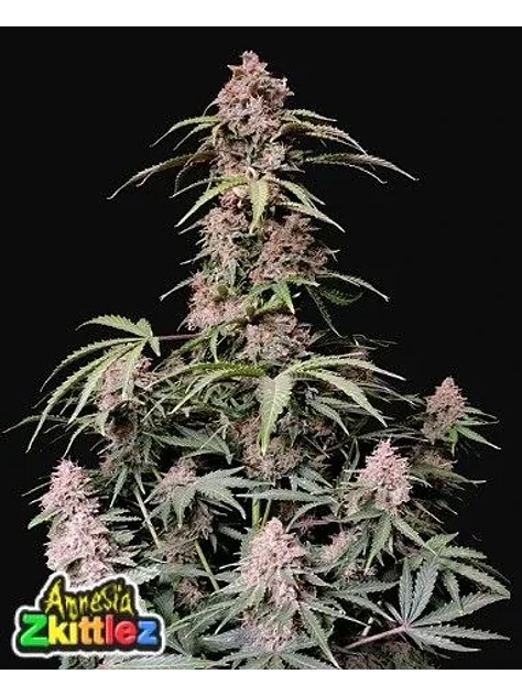 Amnesia Zkittlez Auto -Fast Buds (X3/X1) 1