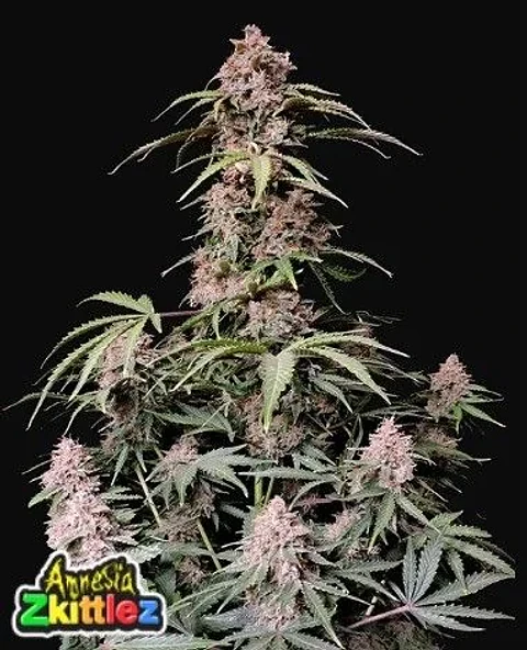 Amnesia Zkittlez Auto -Fast Buds (X3/X1)
