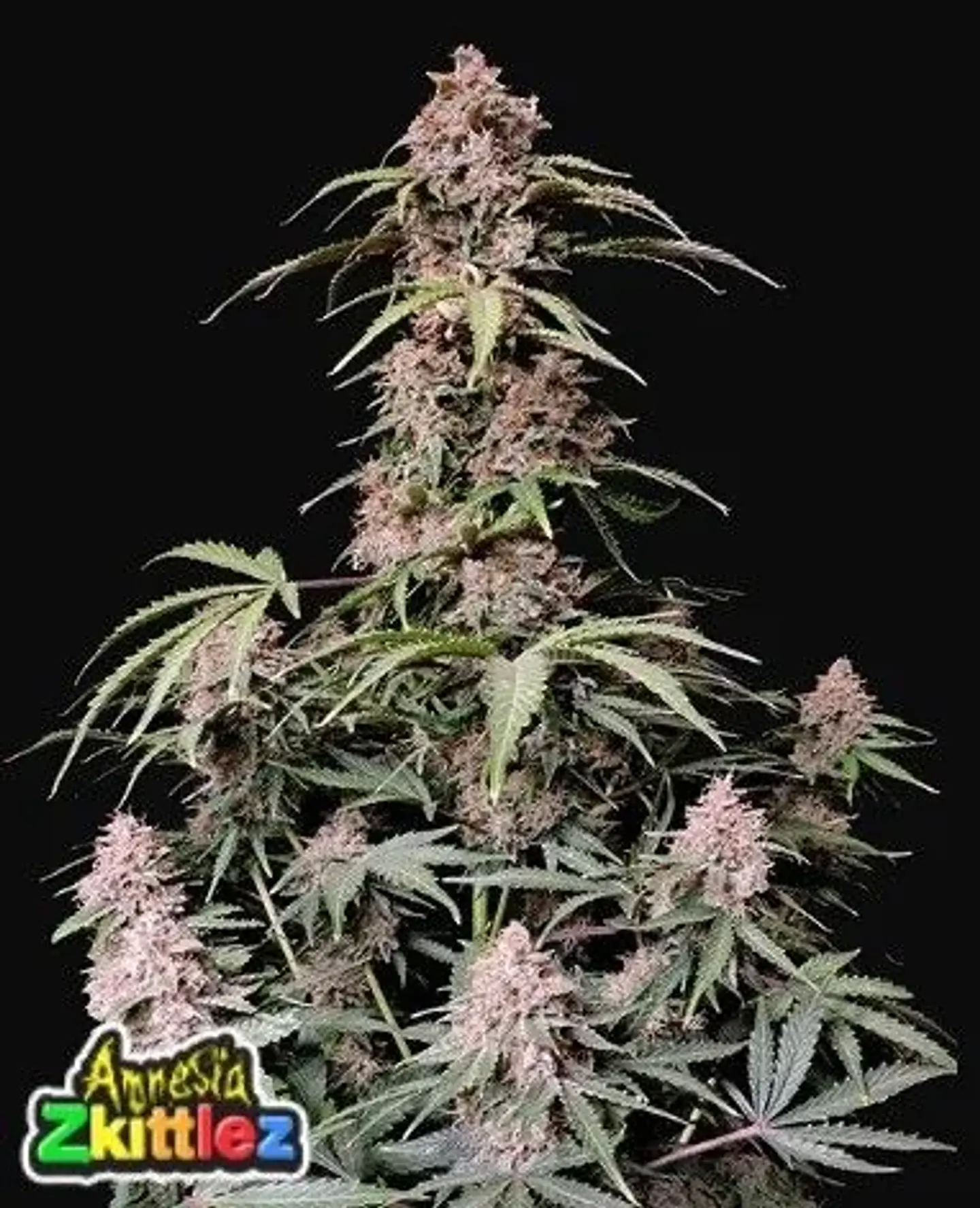 Amnesia Zkittlez Auto -Fast Buds (X3/X1) 1