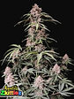 Amnesia Zkittlez Auto -Fast Buds (X3/X1) - Miniatura 1