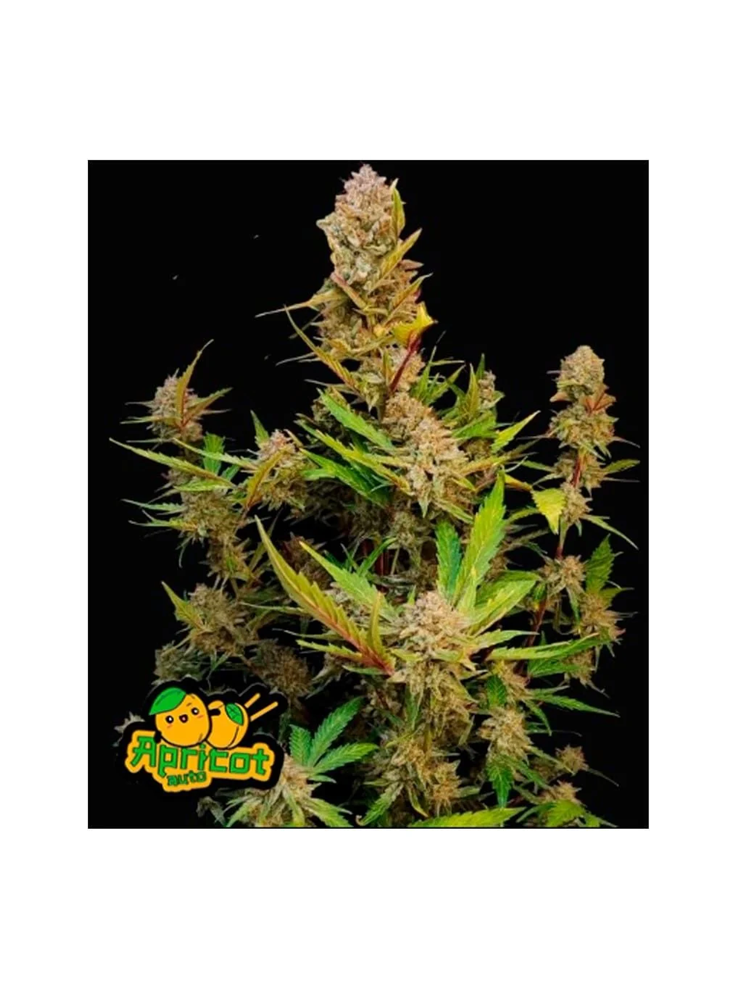 Apricot Auto 3+2-Fast Buds 1