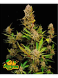 Apricot Auto 3+2-Fast Buds - Miniatura 1