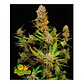 Apricot Auto 3+2-Fast Buds - Miniatura 1
