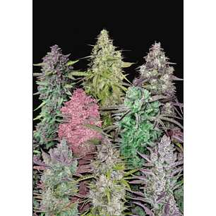 MIX PACK AUTO X5-FAST BUDS