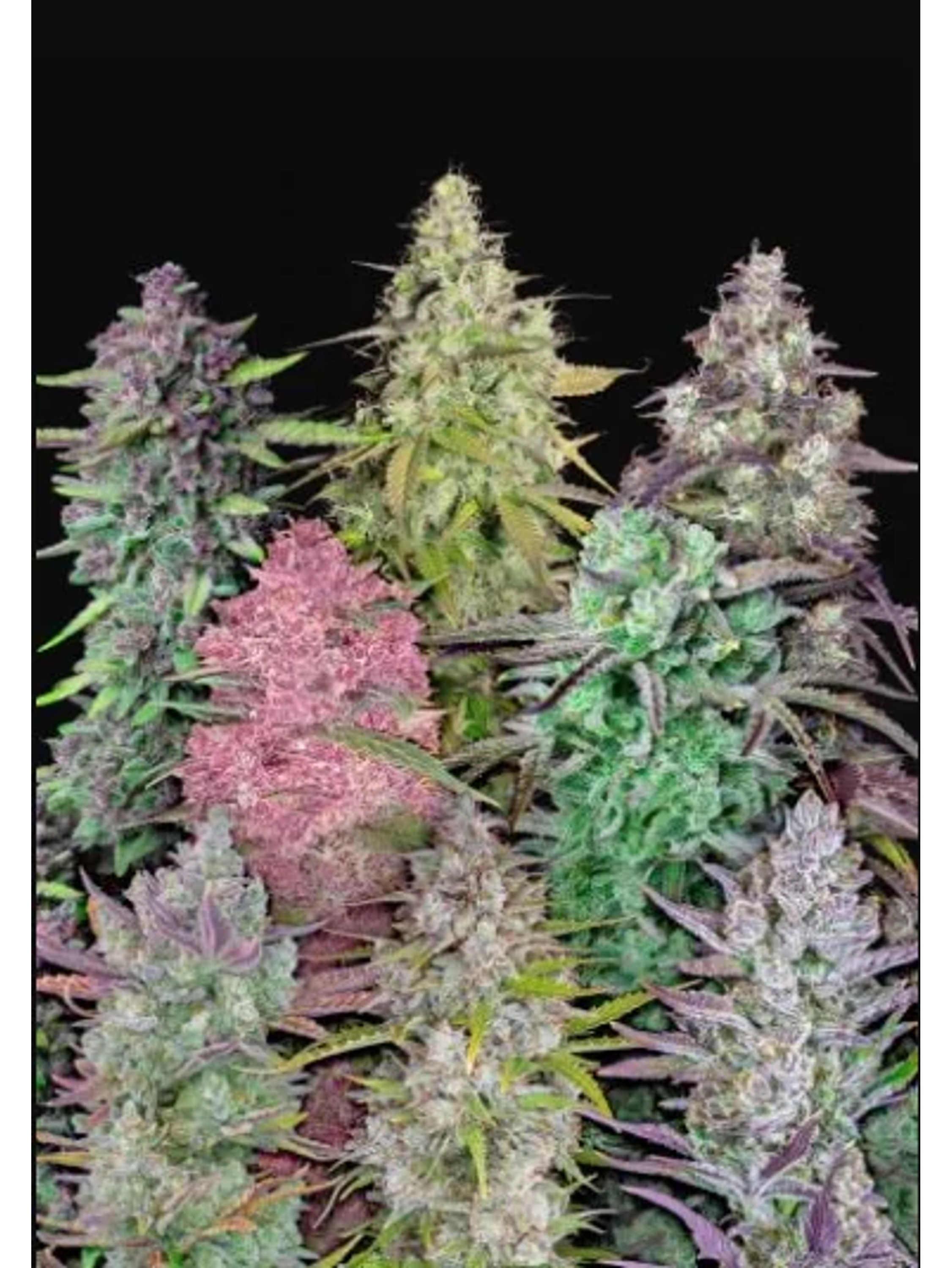 Mix Pack Auto -Fast Buds (X25 /X5) 1