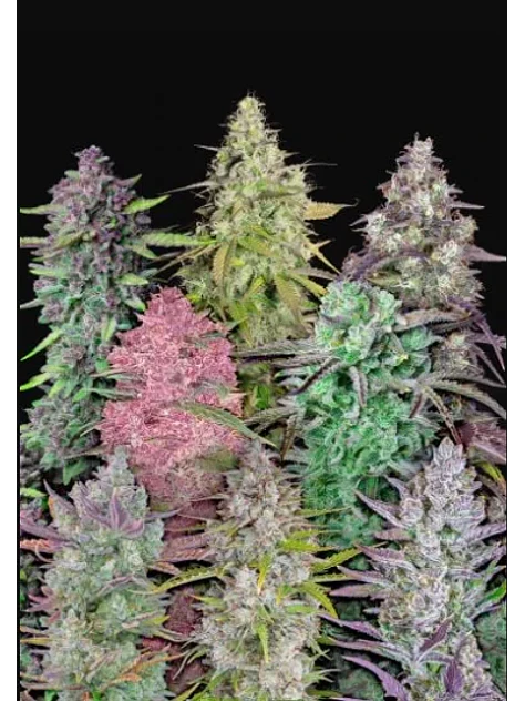 Mix Pack Auto -Fast Buds (X25 /X5) 1