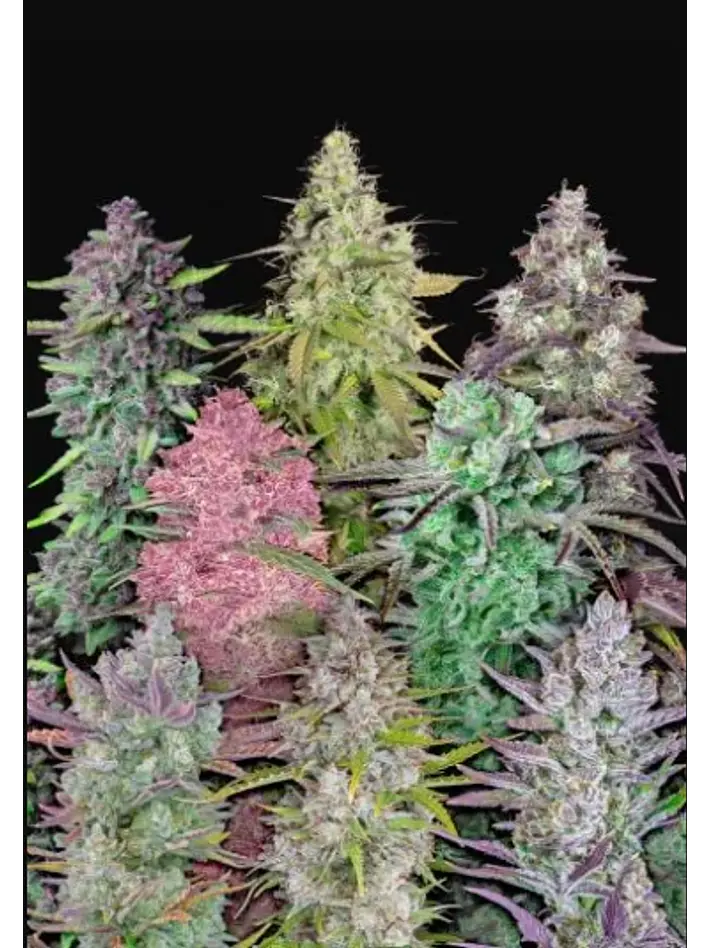 Mix Pack Auto -Fast Buds (X25 /X5) 1