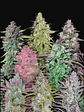 Mix Pack Auto X25 -Fast Buds - Miniatura 1