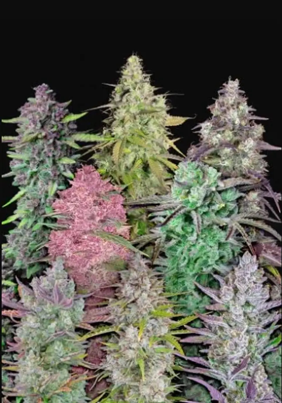 Mix Pack Auto -Fast Buds (X25 /X5) 1