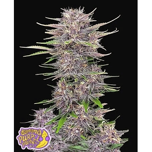 BANANA PURPLE PUNCH AUTO X1-FAST BUDS