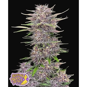 Banana Purple Punch Auto X3-Fast Buds