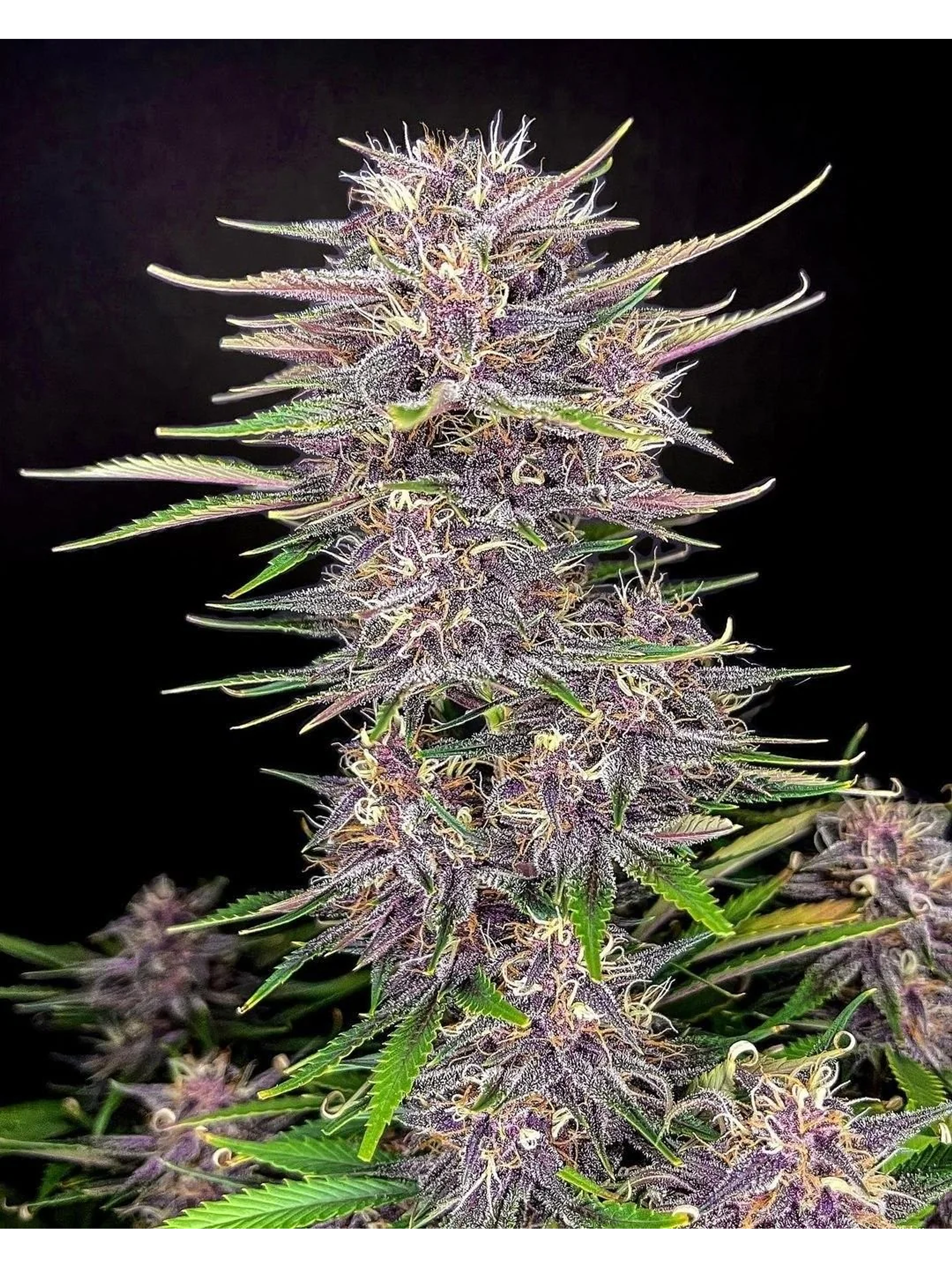 Banana Purple Punch Auto -Fast Buds (X5/X3/X1) 1