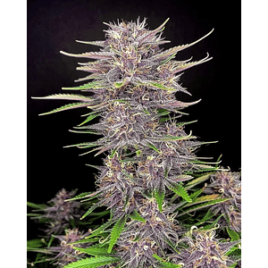 Banana Purple Punch Auto X5-Fast Buds