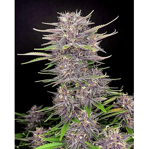 BANANA PURPLE PUNCH AUTO X5-FAST BUDS