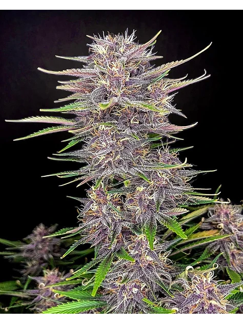 Banana Purple Punch Auto -Fast Buds (X5/X3/X1) 1