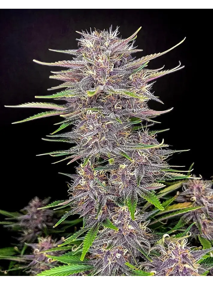 Banana Purple Punch Auto -Fast Buds (X5/X3/X1) 1
