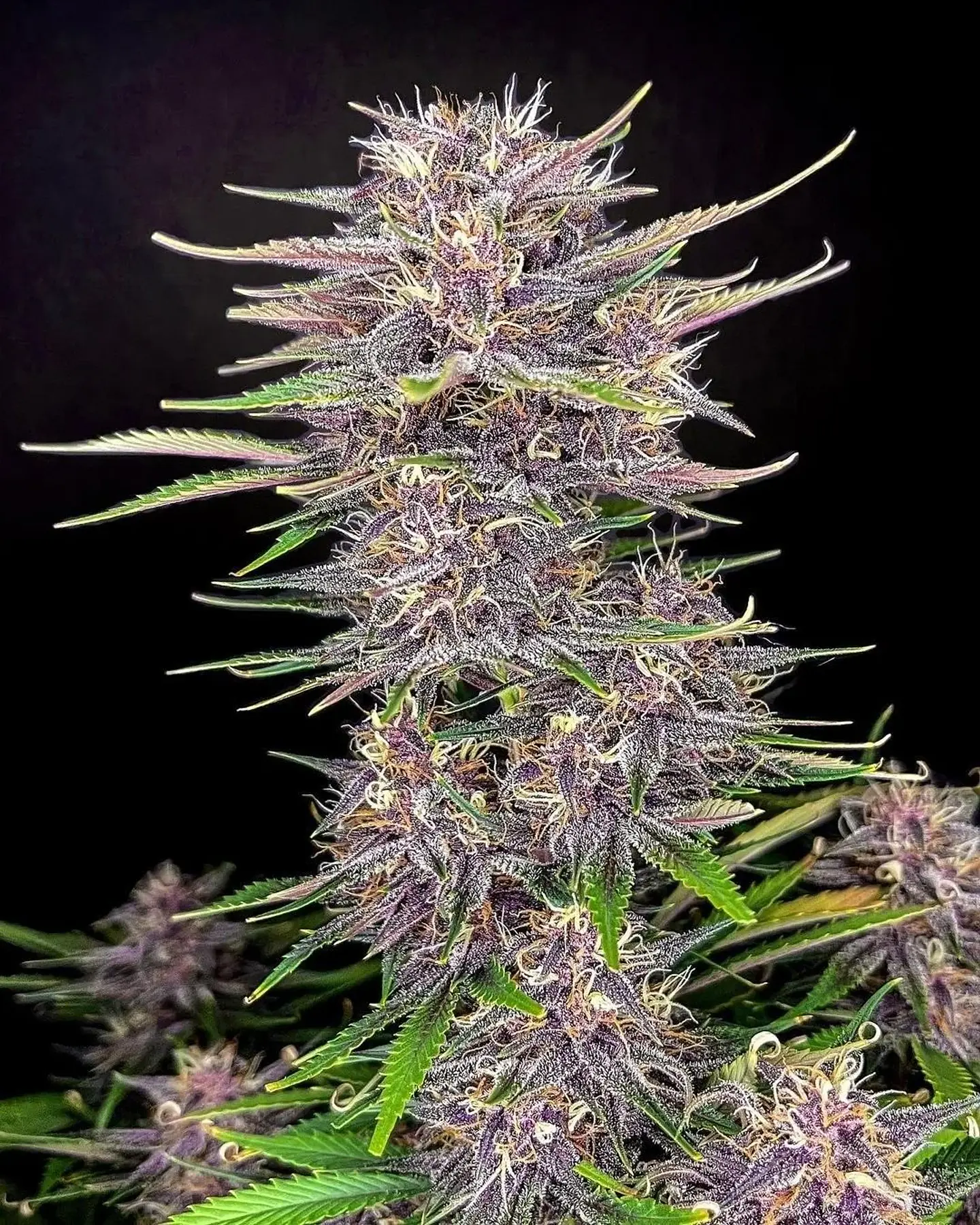 Banana Purple Punch Auto -Fast Buds (X5/X3/X1) 1
