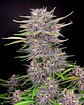 Banana Purple Punch Auto -Fast Buds (X5/X3/X1) - Miniatura 1