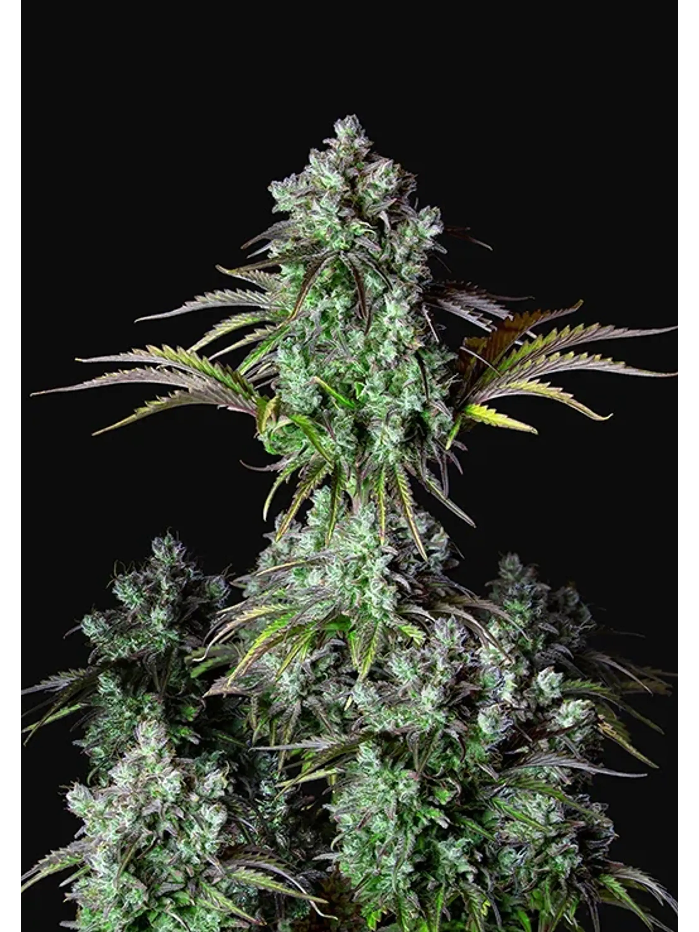 Original Bigbud Auto X1-Fast Buds 1