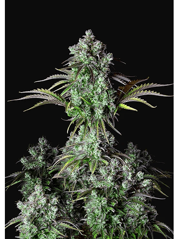 ORIGINAL BIGBUD AUTO X1-FAST BUDS 1