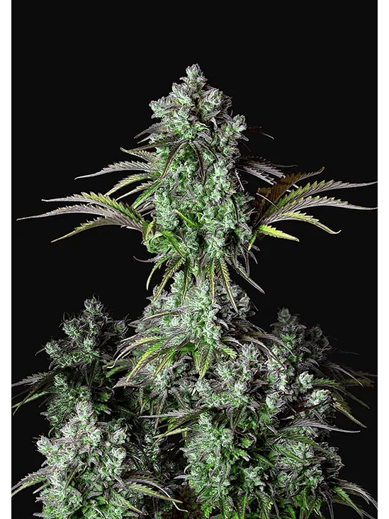 ORIGINAL BIGBUD AUTO X1-FAST BUDS 1