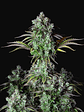 ORIGINAL BIGBUD AUTO X1-FAST BUDS - Miniatura 1