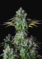 Original Bigbud Auto X1-Fast Buds - Miniatura 1