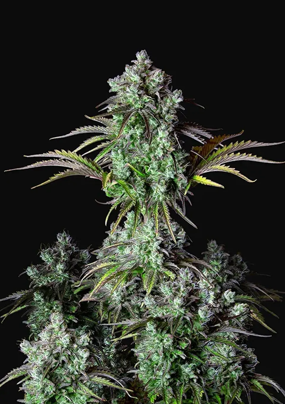 Original Bigbud Auto X1-Fast Buds 1