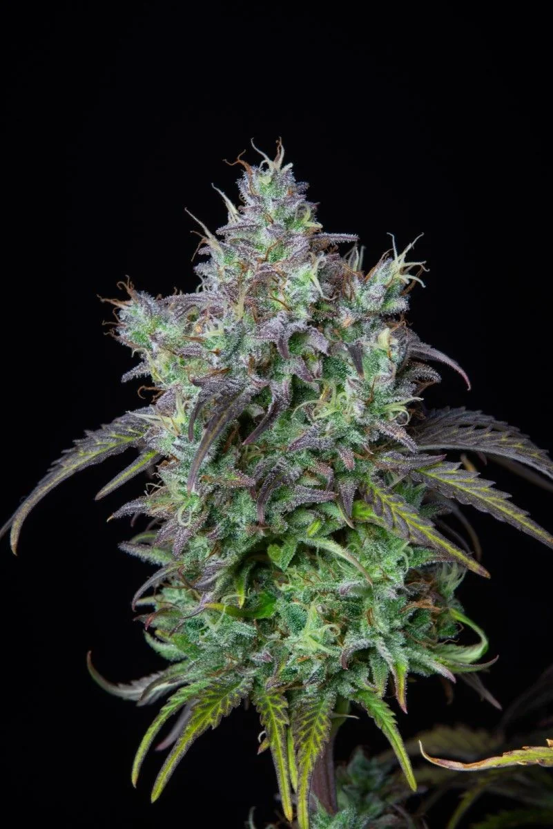 Original Bigbud Auto X1-Fast Buds 2