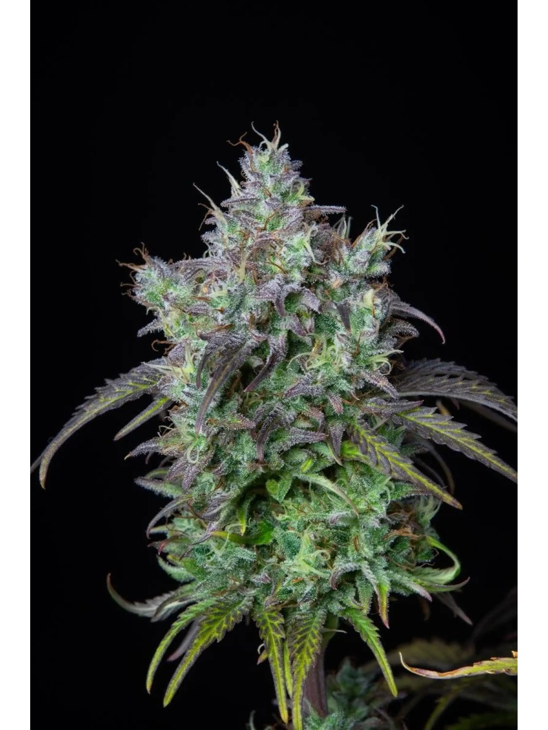Original Bigbud Auto X1-Fast Buds 2