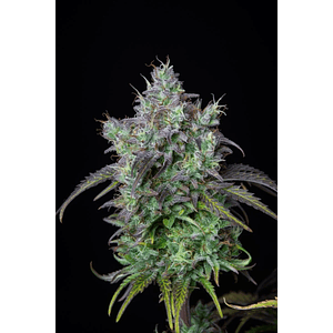 Original Bigbud Auto X1-Fast Buds