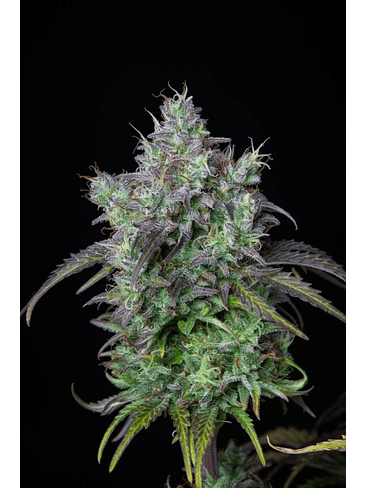 ORIGINAL BIGBUD AUTO X1-FAST BUDS 2