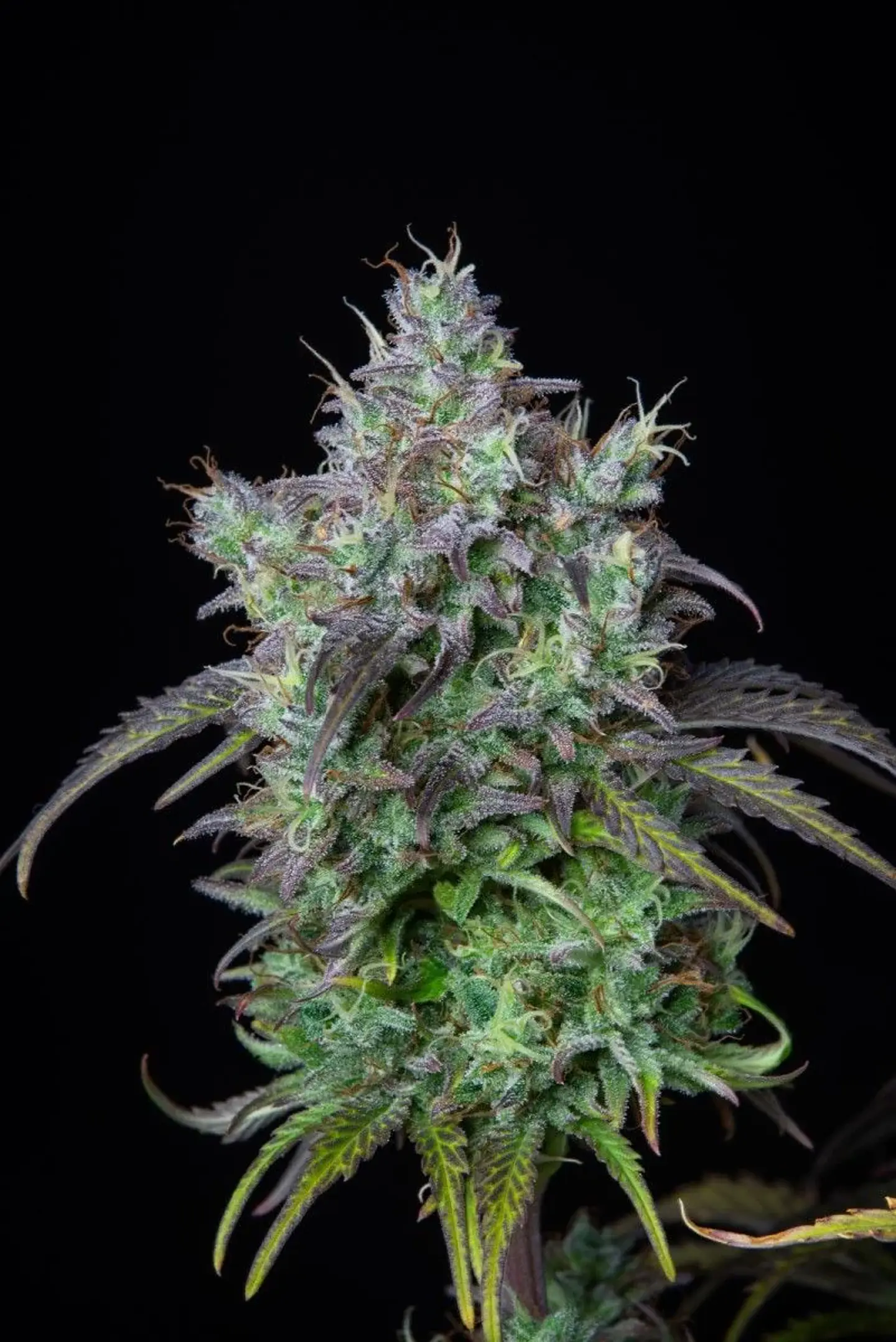 Original Bigbud Auto X1-Fast Buds 2
