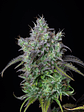 ORIGINAL BIGBUD AUTO X1-FAST BUDS - Miniatura 2
