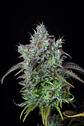 Original Bigbud Auto X1-Fast Buds - Miniatura 2