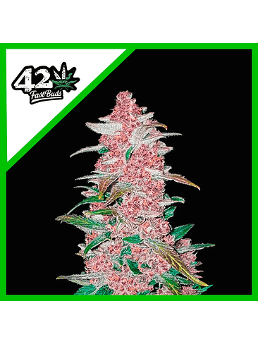 BLACKBERRY AUTO X1-FAST BUDS 1