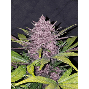 Blackberry Auto X1-Fast Buds