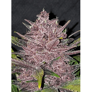 Blackberry Auto X3-Fast Buds